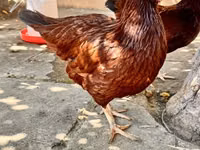 Rhode Island Rot — Foto 5