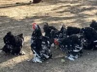 Pekin-Zwerg — Foto 2