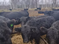 母牛, Galloway cow — 照片 3