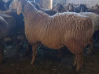 Bélier, Arashan sheep — photo 1