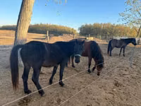 Caballo, Hucul pony — foto 8
