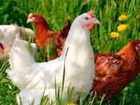 Chickens — 写真 4