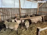 公羊, Merino sheep — 照片 1