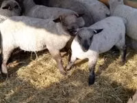 نعجة, Shroshire sheep — الصورة 1