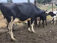 Sapi, Russian Black pied cattle — foto 1
