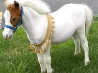 فرس, Miniature horse — الصورة 4