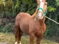 雄馬, Andalusian horse — 写真 3