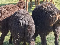 Domba jantan, Sheep — foto 3