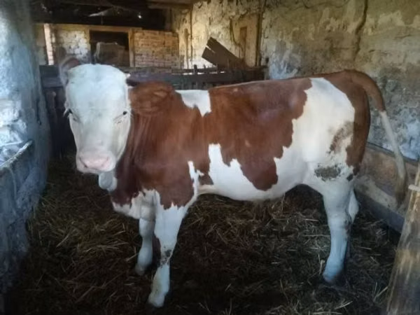 Toro, Raza gris húngara