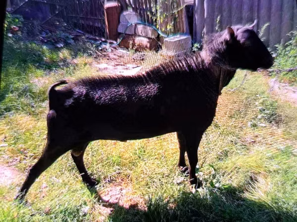 Billy Goat, Goats