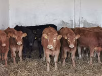 牛只（批次，未指定性别）, Cattle — 照片 3