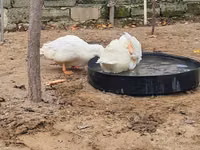 Ducks — foto 2