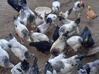 Chickens — foto 3