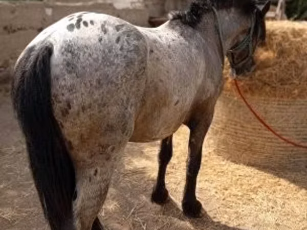 حصان, Appaloosa