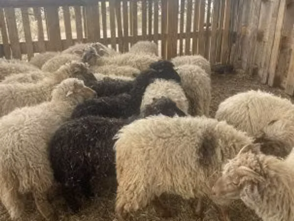 Schafe (Partie, Geschlecht nicht angegeben), Suffolk sheep