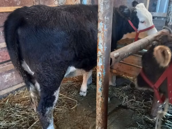 بقرة, Russian Black pied cattle