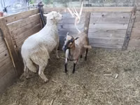 Widder, Cameroon sheep — Foto 3