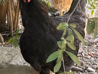 Chickens — photo 4