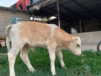सांड, मोंबेलियार्ड — फ़ोटो 3