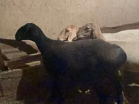 Schaf, Arashan sheep — Foto 6