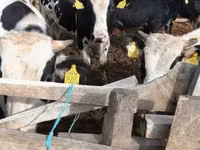Taureau, Russian Black pied cattle — photo 2