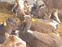 ثور, Simmental cattle — الصورة 8