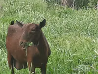 Kambing betina, Irish goat — foto 6