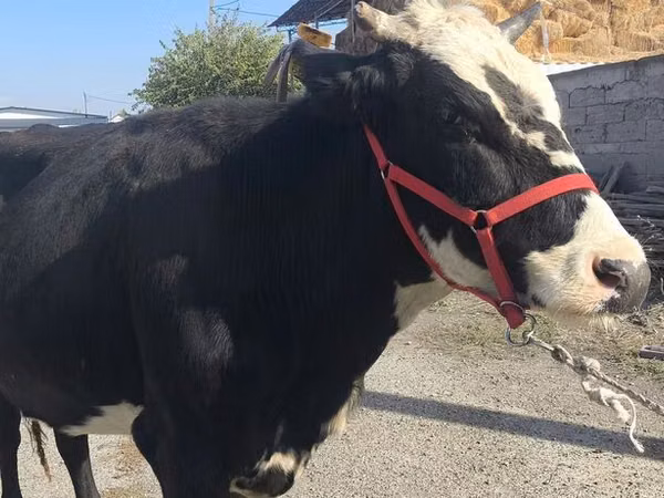 Vaca, Russian Black pied cattle