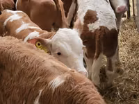 मवेशी (लॉट, लिंग निर्दिष्ट नहीं), Simmental cattle — फ़ोटो 2