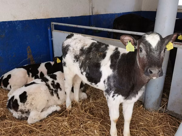 Kuh, Russian Black pied cattle