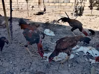 Japanese Bantam — photo 2