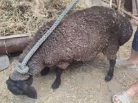 نعجة, Saryarka sheep — الصورة 2