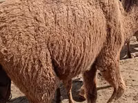 Camellos (lote, sexo no especificado), Kazakh Bactrian camel — foto 5