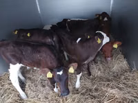 Banteng, Simmental cattle — foto 2