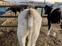 牛只（批次，未指定性别）, Belgian Blue — 照片 8