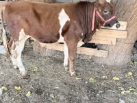 Banteng, Cattle — foto 1