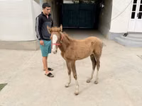 घोड़ी, घोड़े — फ़ोटो 1