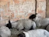 雌羊, White Suffolk sheep — 写真 1