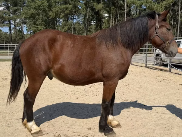 雄馬, Belgian Draught