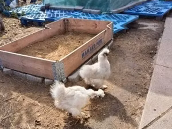 gallina danesa