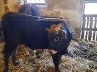 公牛, Brown Carpathian breed — 照片 5