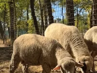 羊（ロット、性別未指定）, Ile-de-France sheep — 写真 3