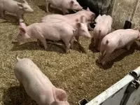 Schweine (Partie, Geschlecht nicht angegeben) — Foto 4