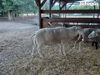 Brebis, Lacaune sheep — photo 7