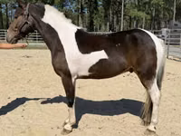 Cheval, American paint horse — photo 2