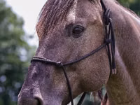 Hengst, Quarter Horse — Foto 7