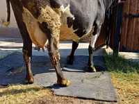 Vaca, Raza Alatau — foto 6