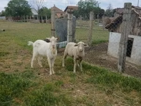 雄羊, Merino sheep