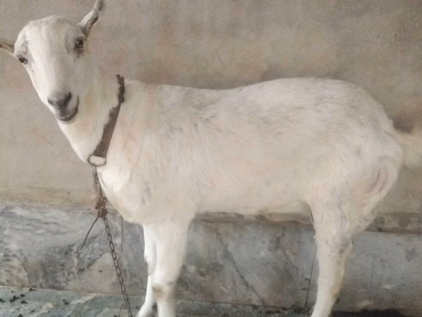 Boucs, Barbari goats