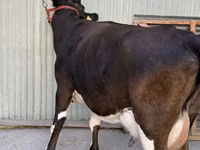 Vaca, Raza Holstein — foto 2